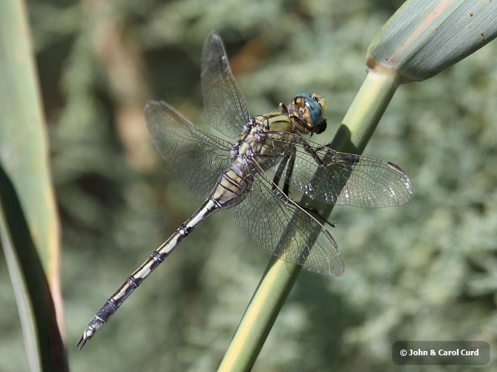 J17_1416 Orthetrum trinacria female.JPG